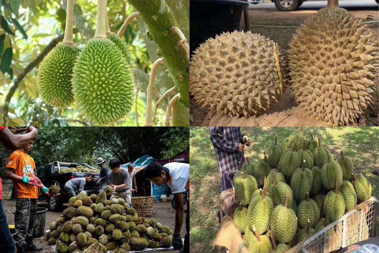 正宗貓山王榴蓮圖片大全