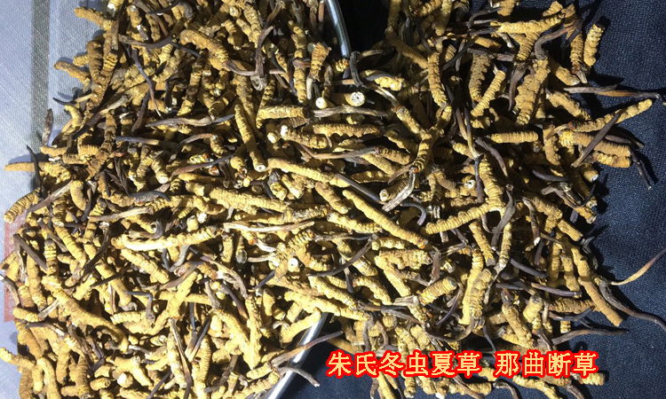 那曲冬蟲夏草斷草圖片