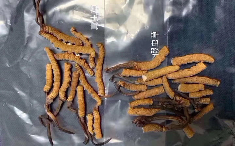 真假斷冬蟲夏草圖片對比圖片