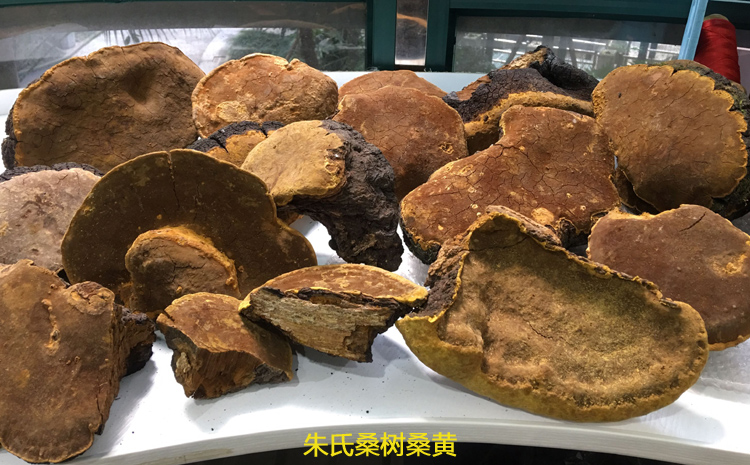 暴曬后的桑樹桑黃肉面有裂紋