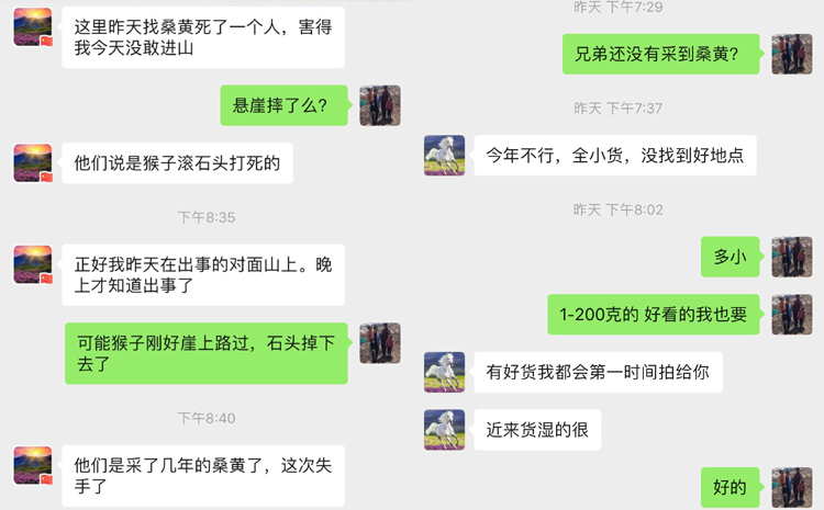 野生桑黃采摘變困難圖片