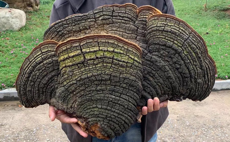 野生桑樹桑黃10公斤圖片