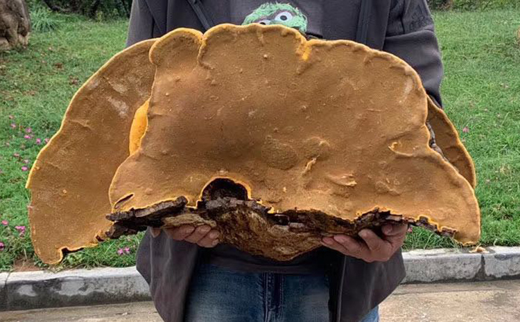 2019年最大野生桑黃10公斤圖片