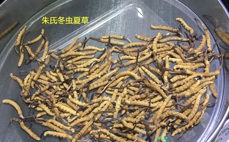 朱氏冬蟲夏草圖片