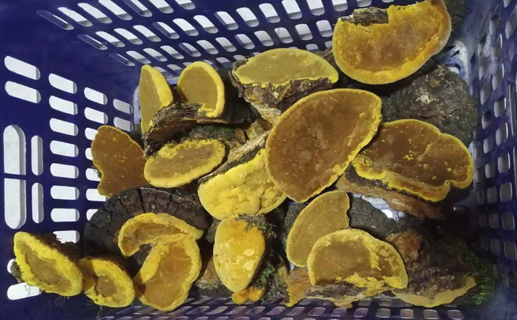 野生桑樹桑黃圖片