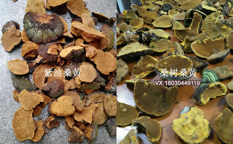 紫油黃和桑樹桑黃區別對比圖