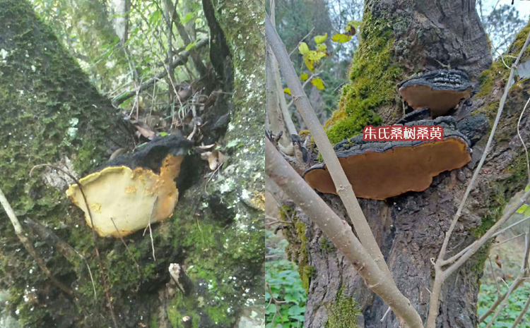 野生桑黃生長樹上的圖片1