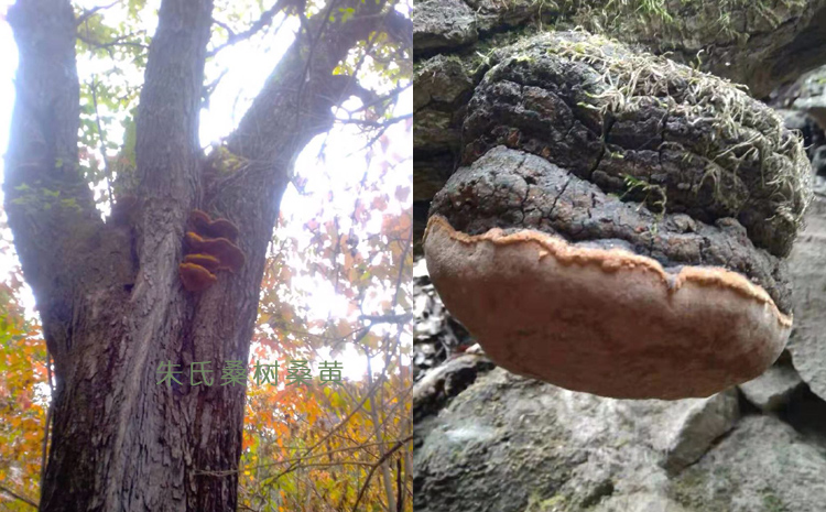 桑黃在野生桑樹上的圖片