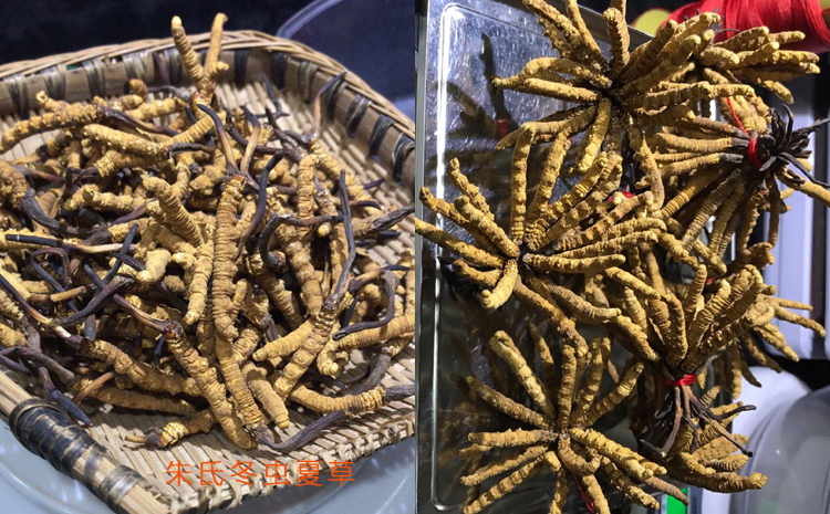 三級那曲冬蟲夏草圖片