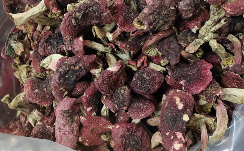 野生紅菇中菇圖片