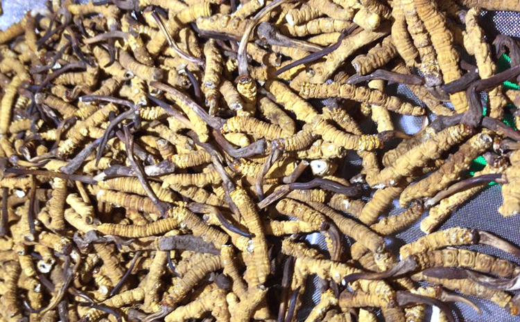 那曲冬蟲夏草大斷草圖片