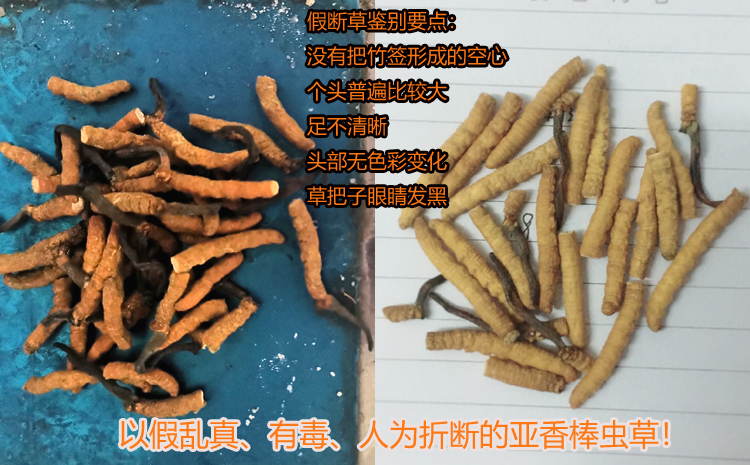 亞香棒斷蟲草圖片