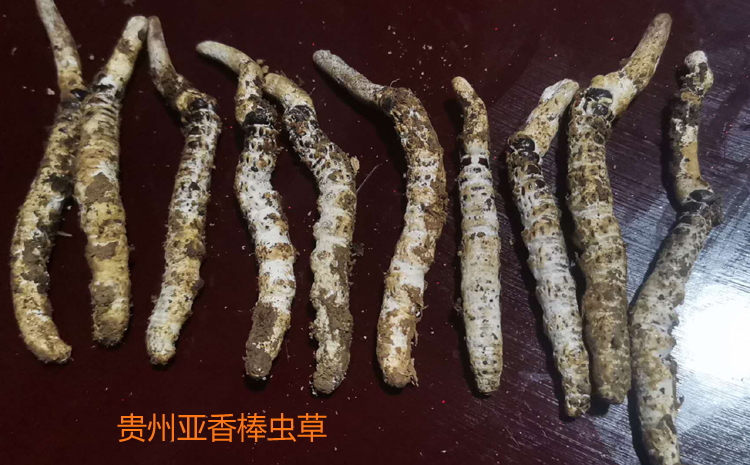 新鮮亞香棒蟲草圖片