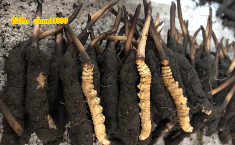 阿壩新鮮蟲草圖片