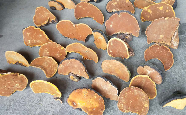 正宗野生桑黃圖片