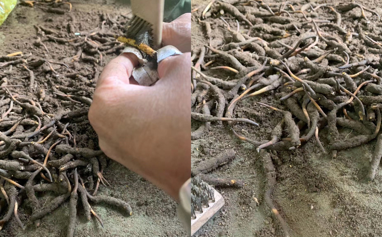 新鮮蟲草清理泥土圖片