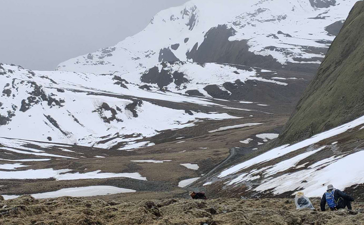 那區(qū)新鮮冬蟲夏草采挖圖片
