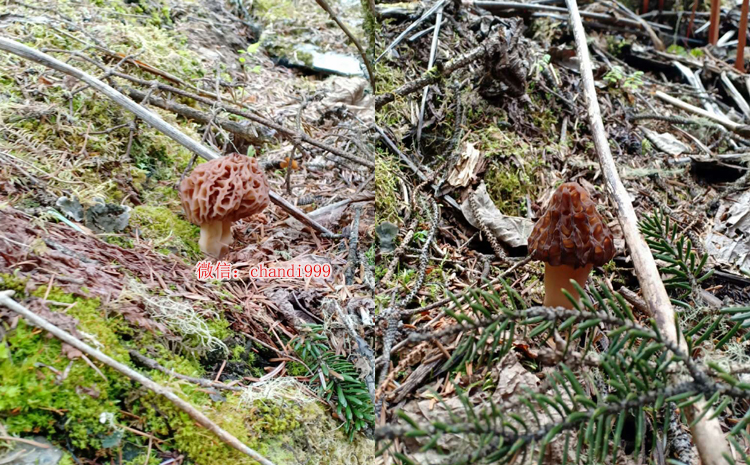 西藏野生羊肚菌圖片