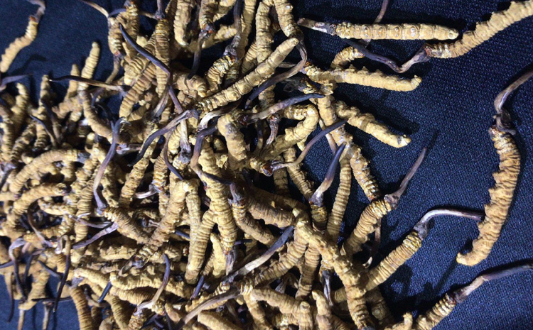 那區冬蟲夏草圖片