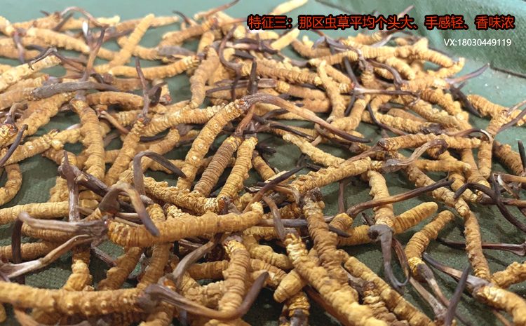 那區(qū)冬蟲夏草的特點之平均個頭大