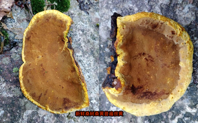 新鮮采摘的桑黃圖片