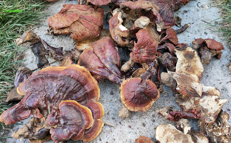 西藏野生靈芝圖片