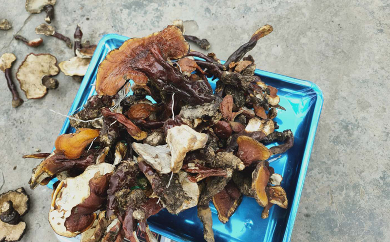 西藏野生白心靈芝圖片