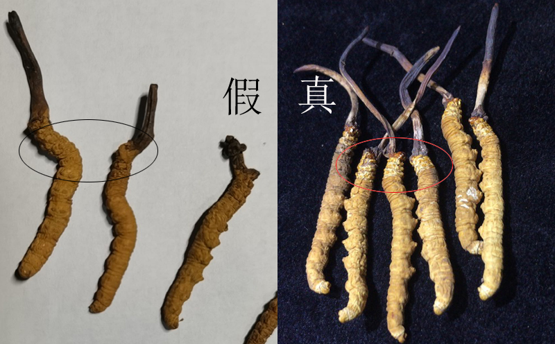 真假冬蟲夏草對比圖片