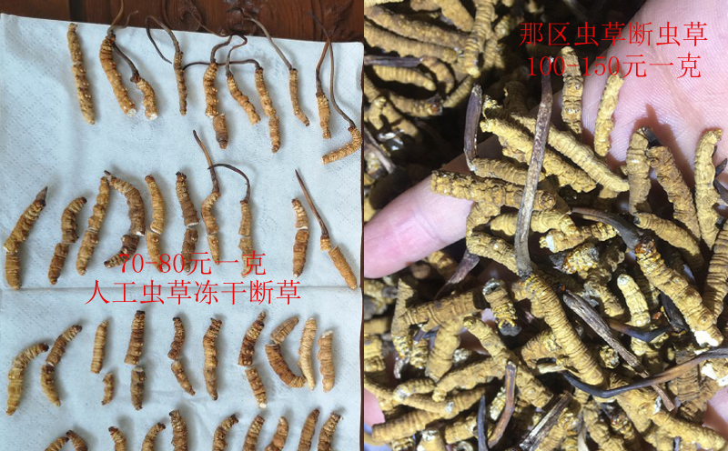 人工蟲草和野生蟲草對比圖片