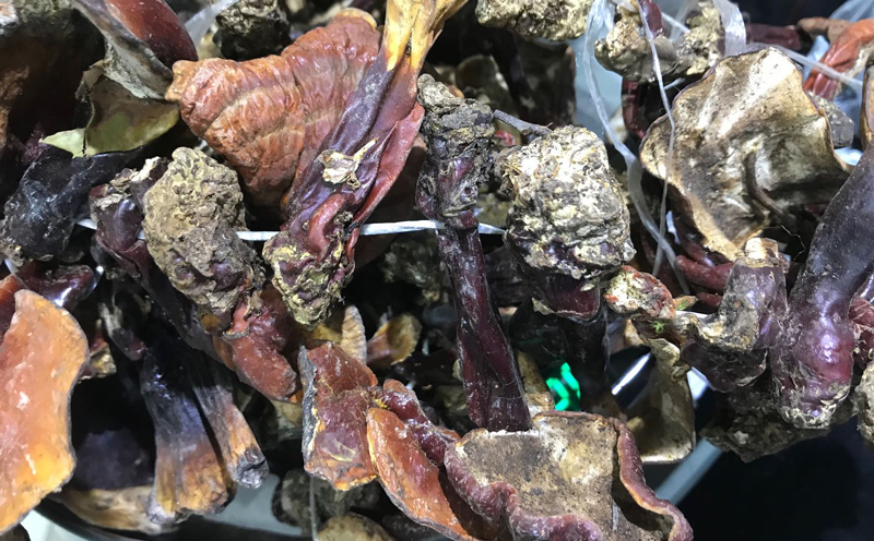 西藏白肉靈芝圖片1