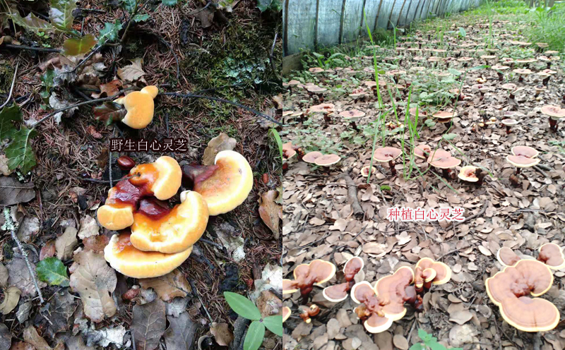 野生白肉靈芝和人工種植白心靈芝區別