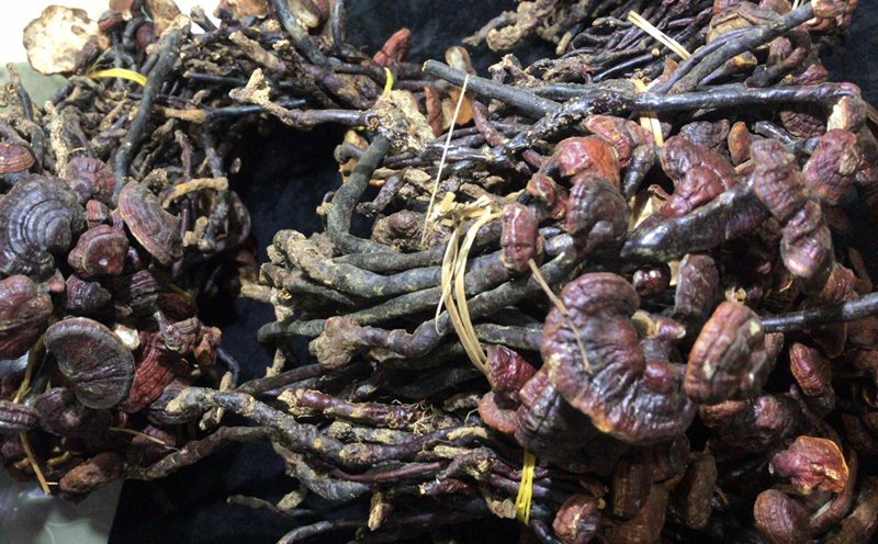 海南靈芝王圖片2