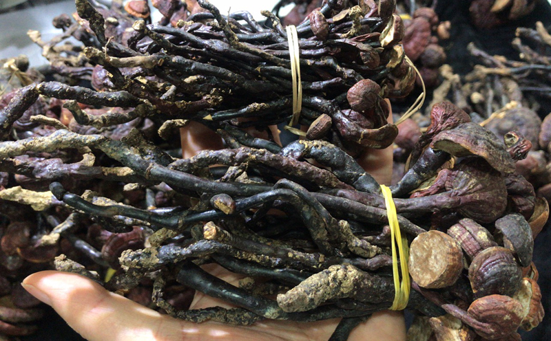 海南靈芝王圖片3