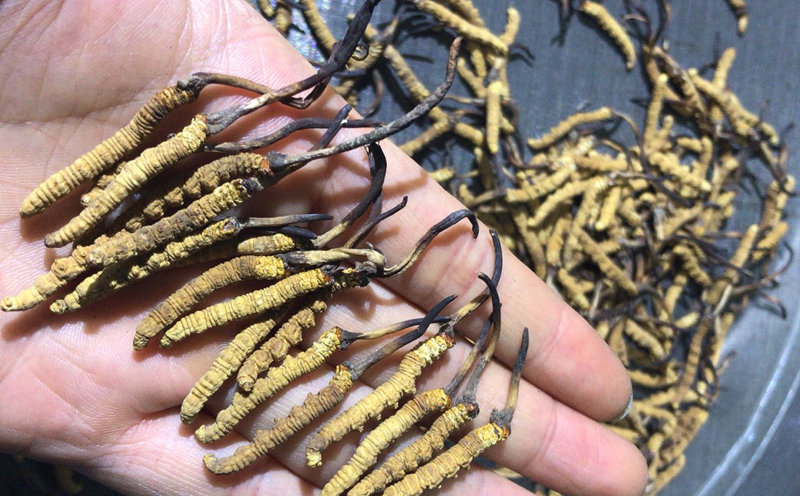 那區(qū)冬蟲夏草小草圖片