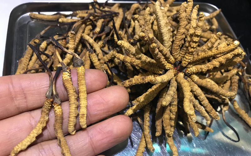 那區(qū)蟲草4條1克圖片