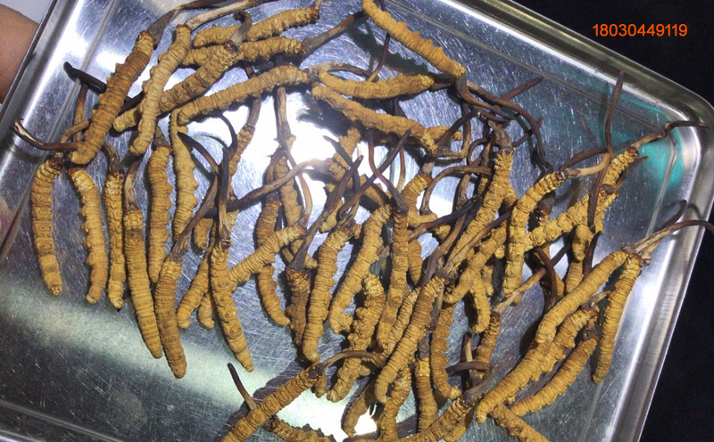 那區(qū)蟲草3條1克圖片