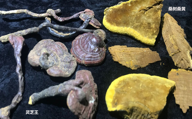 桑黃和靈芝圖片