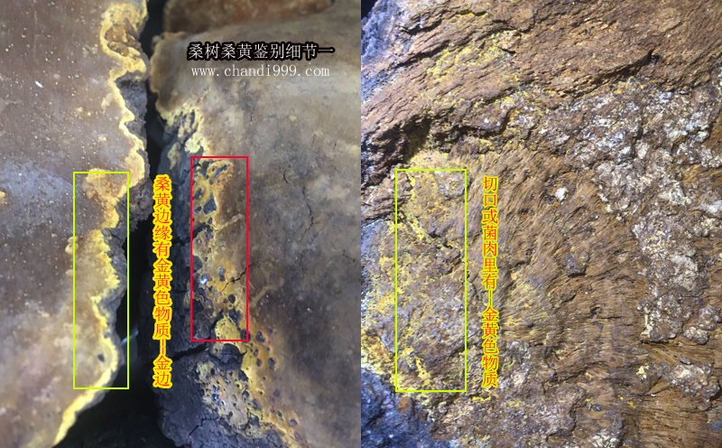 桑樹桑黃細(xì)節(jié)圖片