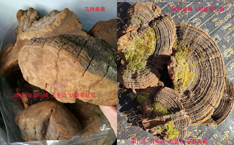 馬蹄桑黃和松樹桑黃