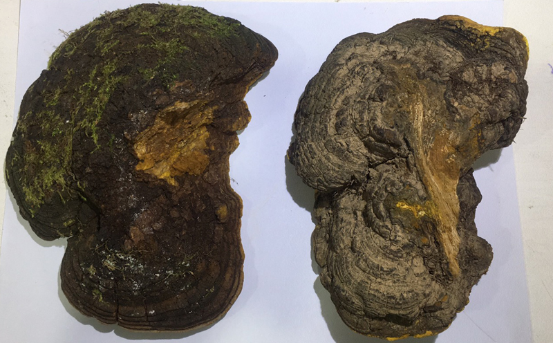 真假桑樹桑黃圖片