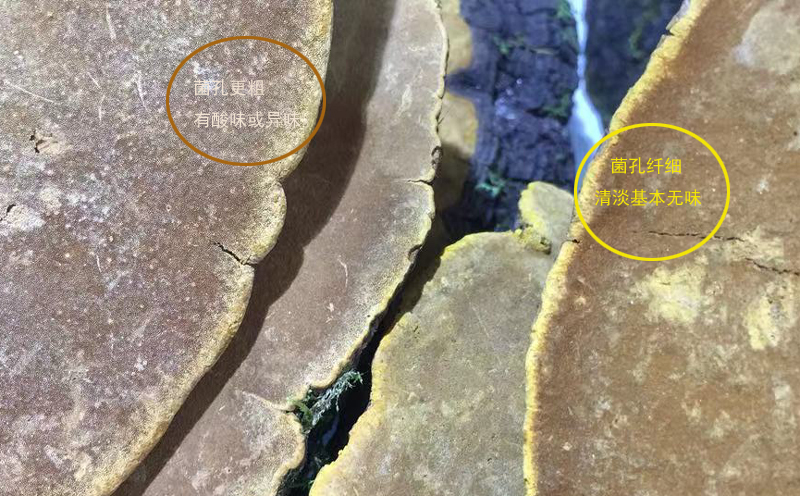 怎樣分辨桑樹桑黃真假