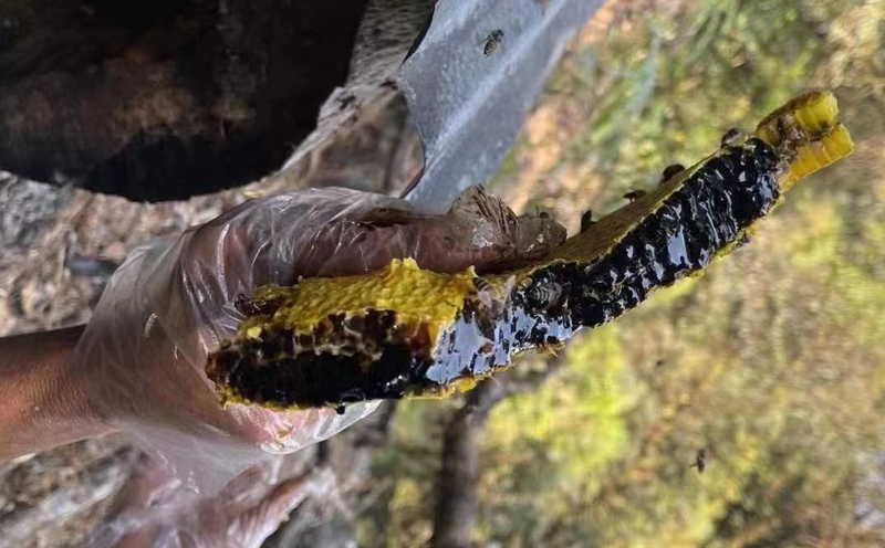 米團花黑蜂蜜圖片