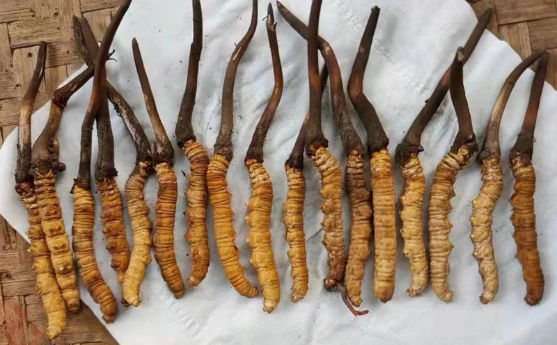 新鮮蟲草大小對比圖片