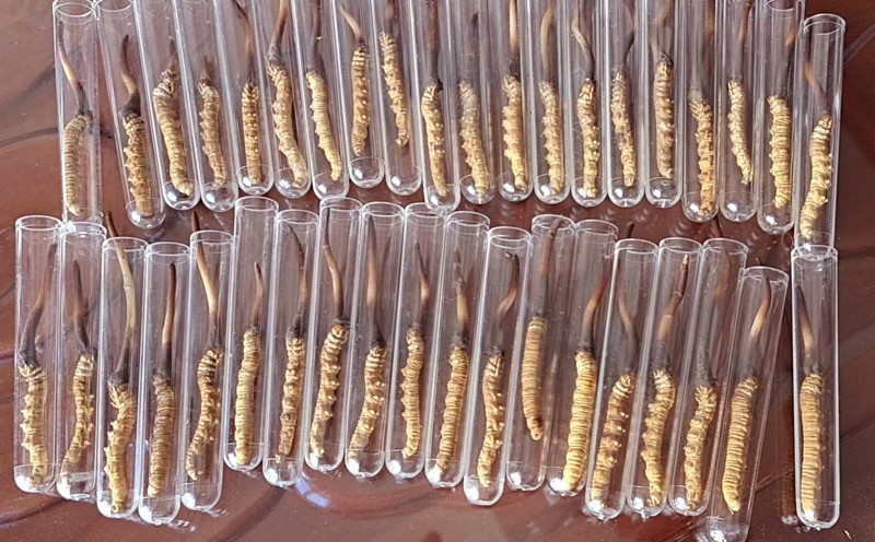 新鮮蟲草試管裝圖片