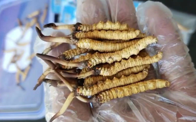 那曲新鮮蟲草圖片