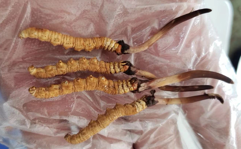 那曲新鮮冬蟲夏草圖片