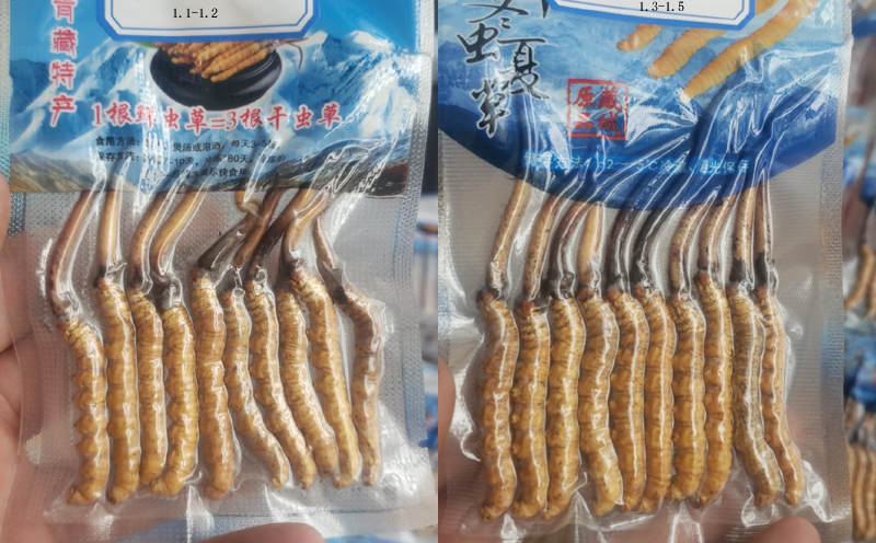 那曲大鮮蟲草圖片