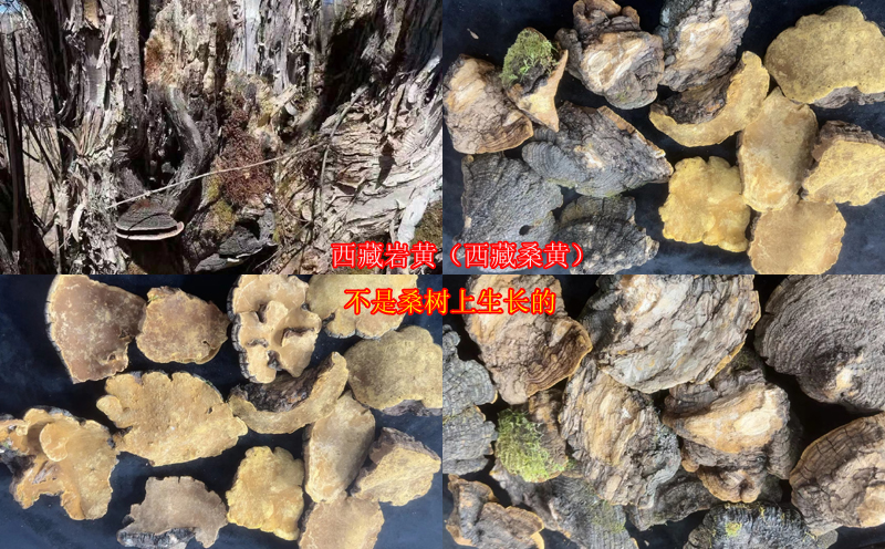 西藏巖桑黃圖片