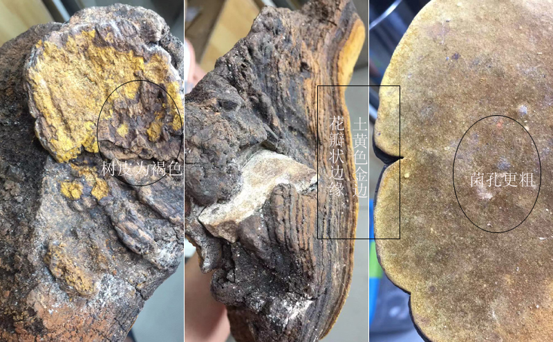 飛木菌特征圖片