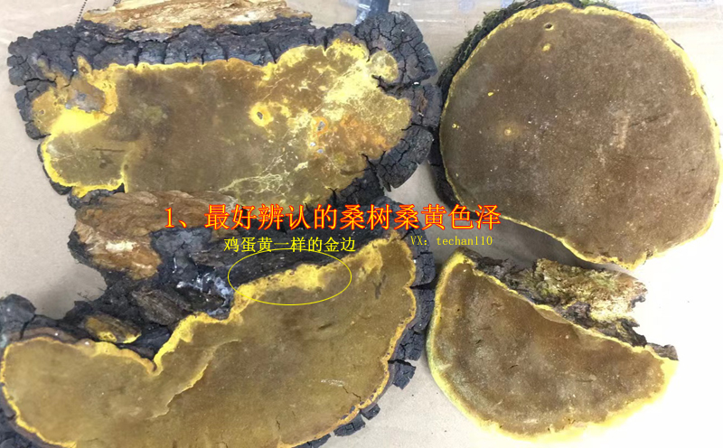 野生桑樹桑黃圖片